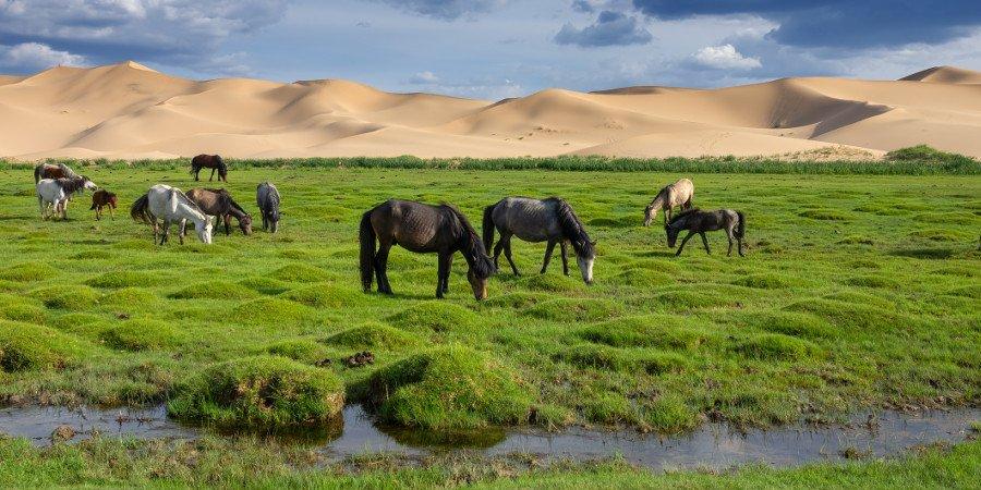 Cavalli nel deserto del Gobi